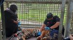 Jerat Pemburu Liar Bikin Kaki Harimau Corina Terancam Diamputasi