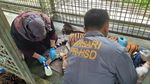 Jerat Pemburu Liar Bikin Kaki Harimau Corina Terancam Diamputasi