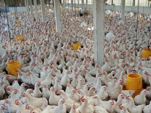 Siasati Dampak Corona, Peternak Jual Ayam Door to Door