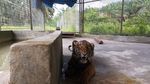 Jerat Pemburu Liar Bikin Kaki Harimau Corina Terancam Diamputasi