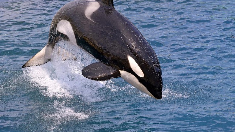 Orca Ilustrasi paus pembunuh