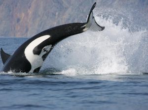 Orca Tabrak Kapal Wisata Sampai Tenggelam, Dua Kali Sehari