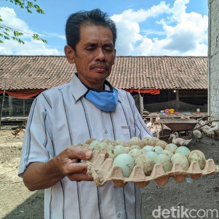 Virus corona berdampak buruk pada perekonomian warga. Seperti yang dialami peternak bebek di Ponorogo yang mengaku rugi karena corona.