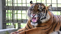 Harimau liar yang dinamai Corina, yang menjadi korban jerat liar di Kabupaten Pelalawan, Riau, kini berada di pusat rehabilitasi. Hasil diagnosis tim medis kemungkinan terburuk kakinya bisa diamputasi karena luka jeratan.