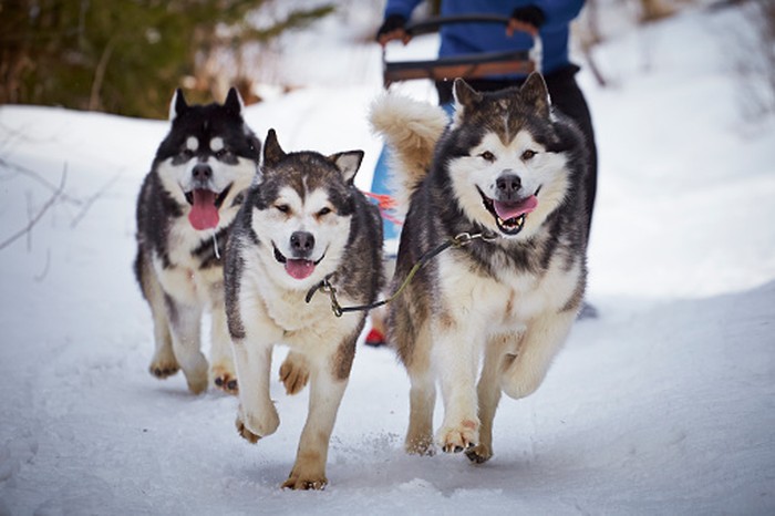 Siberian Husky