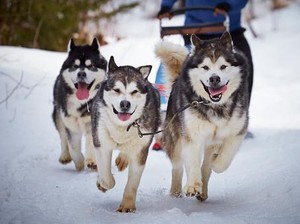 Anjing Siberian Husky Antarkan Makanan untuk Lansia Saat Corona