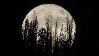 Supermoon yang diabadikan di Summit Sky Ranch di Silverthorne, Colorado Foto: AP Photo/Jack Dempsey