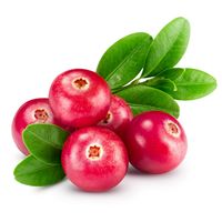 Benih Buah Cranberry Shopee Indonesia