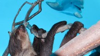 Lumba-lumba bernama Liko dan Schooner pun sangat penasaran. Bahkan Liko terinspirasi untuk mencoba gaya malas si kungkang.  (Texas State Aquarium/Facebook)