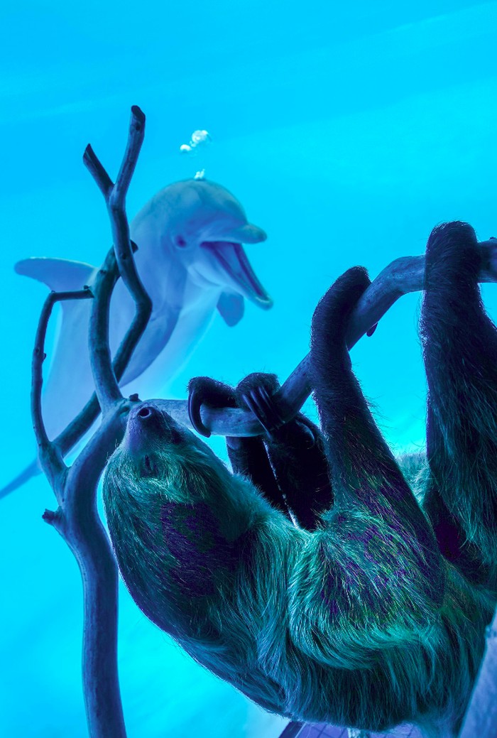 lumba-lumba di Texas State Aquarium