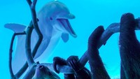 Semenjak menutup menerima pengunjung, Texas State Aquarium membiarkan para hewan berkeliling kebun binatang.  (Texas State Aquarium/Facebook)