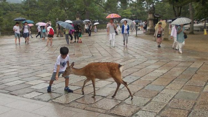 Rusa-rusa suci di Nara Deer Park, Nara, Jepang Rusa-rusa suci di Nara Deer Park, Nara, Jepang