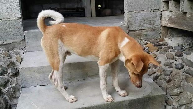Hachiko yang menemaninya berjalan jauh