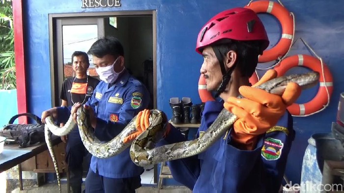 Petugas evakuasi ular di Purwakarta