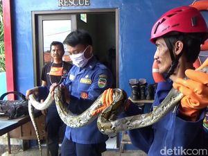 Damkar Purwakarta Evakuasi Ular Sanca 2,5 Meter di Atas Tiang Listrik