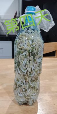 Alhamdulillah Promil Taoge Ku Berhasil Halaman 2 Alhamdulillah Promil Taoge Ku Berhasil Halaman 2