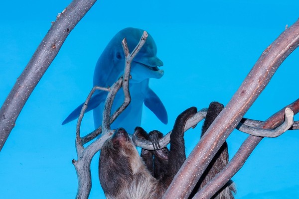 Chico pun bermain ke akuarium yang terdapat lumba-lumba di dalamnya. (Texas State Aquarium/Facebook) Chico pun bermain ke akuarium yang terdapat lumba-lumba di dalamnya. (Texas State Aquarium/Facebook)