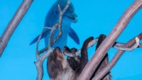Chico pun bermain ke akuarium yang terdapat lumba-lumba di dalamnya.  (Texas State Aquarium/Facebook)