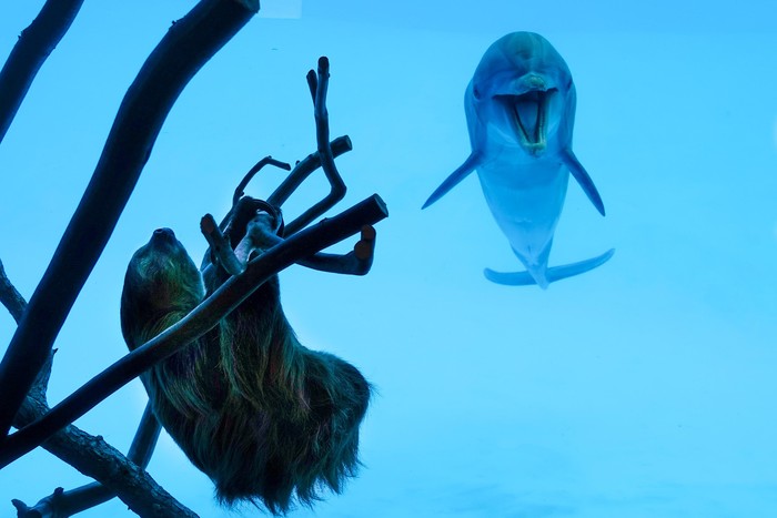 lumba-lumba di Texas State Aquarium
