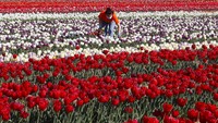 Italia melaporkan penurunan kasus kematian, yaitu 526 pada Minggu, 681 pada Sabtu, dan 766 pada Jumat. Bisal dilihat pada gambar ini tampak seorang warga melakukan perawatan bunga tulip, hal itu menandakan bahwa mulai ada harapan kembali bagi warga Italia untuk kembali bangkit AP Photo/Antonio Calanni.