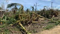 Perkebunan pisang di Vanuatu hancur diterjang Topan Harold, Rabu (8/4).
