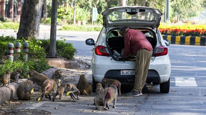 A man feeds monkeys at a street during a government-imposed nationwide lockdown as a preventive measure against the spread of the COVID-19 coronavirus in New Delhi on April 2, 2020. (Photo by Jewel SAMAD / AFP)