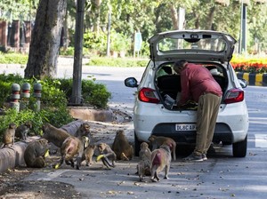 India Lockdown Corona, Ratusan Monyet dan Gajah Rajai Jalanan