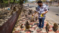 Seorang warga memberikan pisang kepada monyet-monyet yang berkumpul di pinggil jalan saat India masih memberlakukan lockdown pada 08 April 2020. Getty Images/Yawar Nazir.