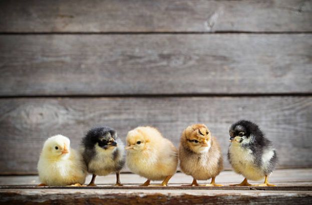 borong anak ayam