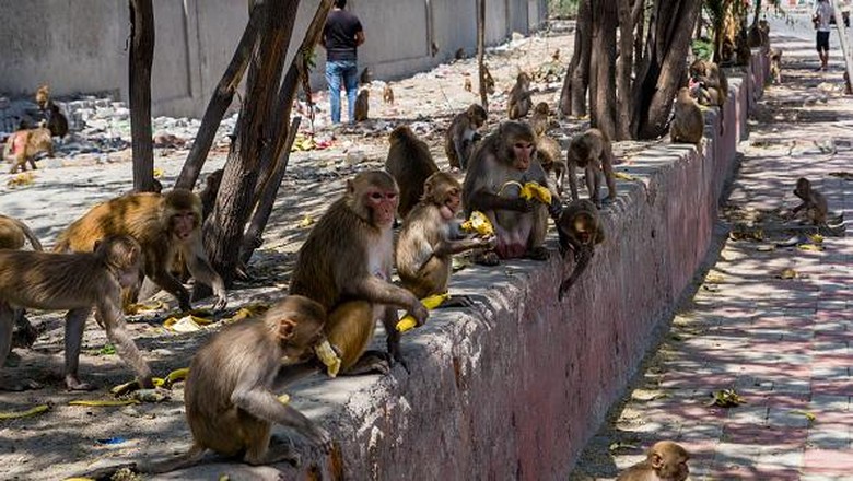 Saat Satwa Liar Menguasai Jalanan India yang Tengah Lockdown