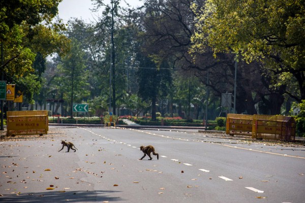Pemberlakuan lockdown di India membuat sejumlah hewan liar mendekati habitat manusia. Di New Delhi, sekumpulan monyet berkeliaran di jalanan meminta makan (Foto: Getty Images) Pemberlakuan lockdown di India membuat sejumlah hewan liar mendekati habitat manusia. Di New Delhi, sekumpulan monyet berkeliaran di jalanan meminta makan (Foto: Getty Images)