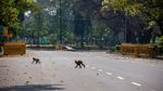 Kompilasi Hewan-hewan Liar Menjelajah Kota Saat Lockdown