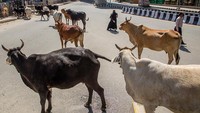 Satwa lain seperti sapi dan anjing juga sampai mengais-ngais tempat sampah untuk mendapatkan makanan meskipun tak ada makanan tersisa di sana karena restoran dan tempat-tempat di India tutup tutup. (Foto: Getty Images)