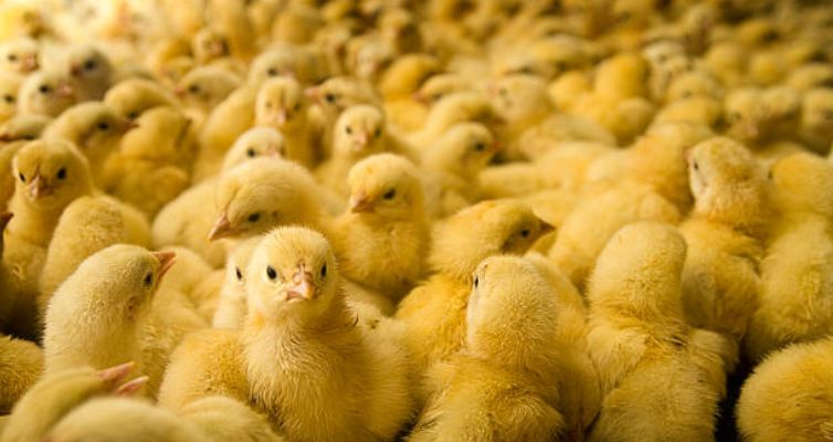 borong anak ayam