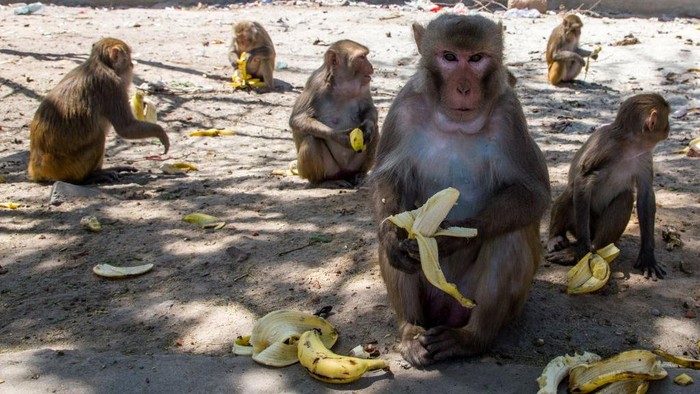 NEW DELHI, INDIA - APRIL 08: Monkeys gathered on the side of the road eat bananas passed out by residents as India remains under an unprecedented lockdown over the highly contagious coronavirus (COVID-19) on April 08, 2020 in New Delhi, India. Wild animals, including monkeys, are roaming human settlements in India as people are staying indoors due to the 21-day lockdown. With Indias 1.3 billion population and tens of millions of cars off the roads, wildlife is moving towards areas inhabited by humans. Wild animals in many countries have been seen roaming streets. A study says some 60 percent of the new diseases found around the globe every year are zoonotic, meaning they originate in animals and are passed on to humans. COVID-19 is a zoonotic disease that is suspected to have come from the wet markets of Wuhan, China. (Photo by Yawar Nazir/Getty Images)