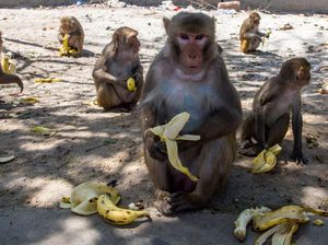 Monyet-monyet Berkeliaran di Jalan Minta Makan