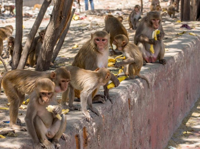 NEW DELHI, INDIA - APRIL 08: Monkeys gathered on the side of the road eat bananas passed out by residents as India remains under an unprecedented lockdown over the highly contagious coronavirus (COVID-19) on April 08, 2020 in New Delhi, India. Wild animals, including monkeys, are roaming human settlements in India as people are staying indoors due to the 21-day lockdown. With Indias 1.3 billion population and tens of millions of cars off the roads, wildlife is moving towards areas inhabited by humans. Wild animals in many countries have been seen roaming streets. A study says some 60 percent of the new diseases found around the globe every year are zoonotic, meaning they originate in animals and are passed on to humans. COVID-19 is a zoonotic disease that is suspected to have come from the wet markets of Wuhan, China. (Photo by Yawar Nazir/Getty Images)