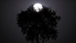 Betapa Indahnya Pink Supermoon 2020