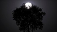 Di tahun ini fenomena Pink Supermoon jatuh pada bulan April, tepatnya tanggal 7 dan 8. (REUTERS/Navesh Chitrakar)