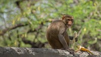 Salah satu satwa yang meramaikan jalanan India burung-burung merak yang tampak bertengger di atas mobiil-mobil yang diparkir di Kota Mumbai. Sementara itu di New Delhi, pasukan monyet berlarian kencang melewati tembok kompleks kepresidenan Rashtrapati Bhawan. (Foto: Getty Images)