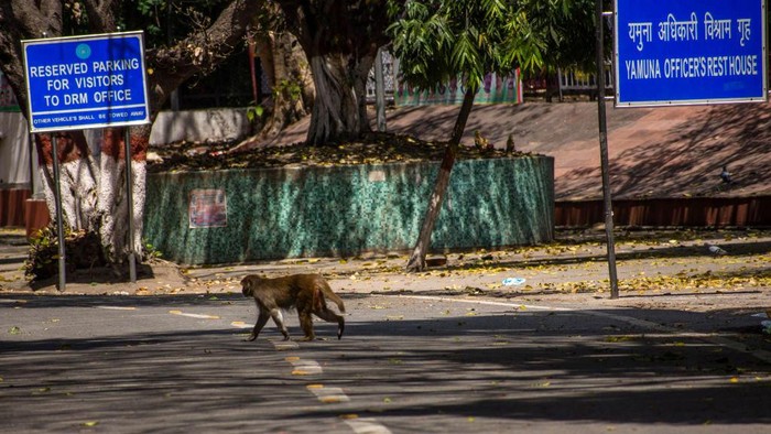 NEW DELHI, INDIA - APRIL 08: Monkeys gathered on the side of the road eat bananas passed out by residents as India remains under an unprecedented lockdown over the highly contagious coronavirus (COVID-19) on April 08, 2020 in New Delhi, India. Wild animals, including monkeys, are roaming human settlements in India as people are staying indoors due to the 21-day lockdown. With Indias 1.3 billion population and tens of millions of cars off the roads, wildlife is moving towards areas inhabited by humans. Wild animals in many countries have been seen roaming streets. A study says some 60 percent of the new diseases found around the globe every year are zoonotic, meaning they originate in animals and are passed on to humans. COVID-19 is a zoonotic disease that is suspected to have come from the wet markets of Wuhan, China. (Photo by Yawar Nazir/Getty Images)