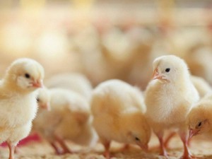 Panic Buying! Masyarakat Amerika Borong Anak Ayam