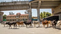 Satwa-satwa ini turun ke jalan bisa jadi karena mereka kelaparan. Lockdown ini bahkan dapat mematikan bagi beberapa satwa. (Foto: Getty Images)