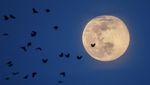 Betapa Indahnya Pink Supermoon 2020