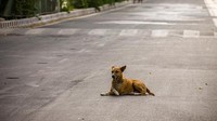 Salah satu yayasan peduli hewan terlantar bahkan mengaku kesulitan memberi makan hewan-hewan di tempatnya dan terus mendapatkan laporan hewan kelaparan lainnya dari masyarakat. Kondi lockdown ini menimbulkan masalah bagi kelangsungan hidup hewan. (Foto: Getty Images)