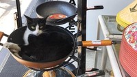 Wajan nampaknya jadi salah satu tempat bersantai yang paling nyaman untuk kucing lucu yang satu ini. Foto: Twitter @Bodegacats_