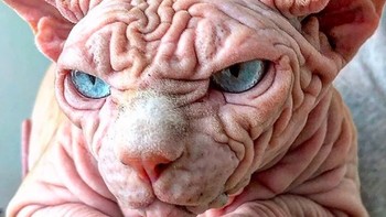 Xherdan sendiri merupakan warga Kanada, meskipun lahir di Swiss pada 2013, dan dia tinggal bersama dengan dua kucing lain yang juga jenis sphynx. Foto: Instagram @xherdanthenakedcat