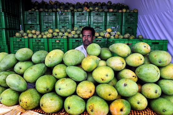 mangga india