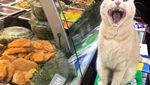 Gemas! Twitter Ini Isinya Foto Kucing Nongkrong di Supermarket