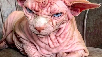 Mengingat Xherdan baru berusia tujuh tahunin, artinya masih akan ada banyak petualangannya yang bisa diikuti para penggemarnya di Instagram. Foto: Instagram @xherdanthenakedcat